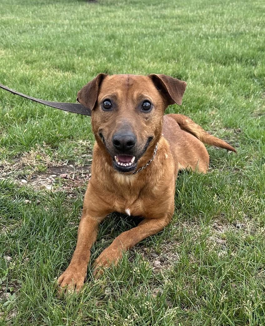 Dylan, a Adoptable mixed breed in Hastings, NE image 3/3