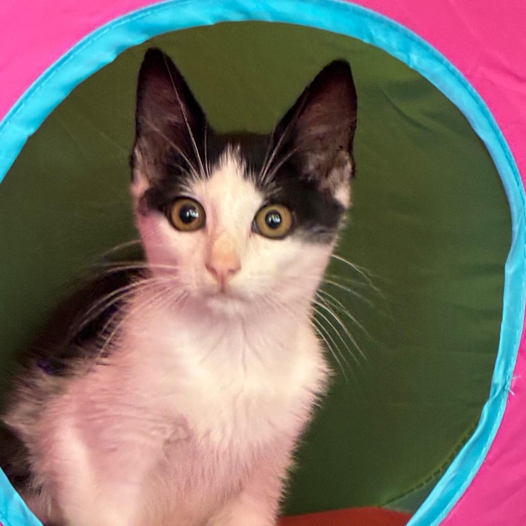Guppy, Adoptable, Kitten Male Domestic Short Hair.