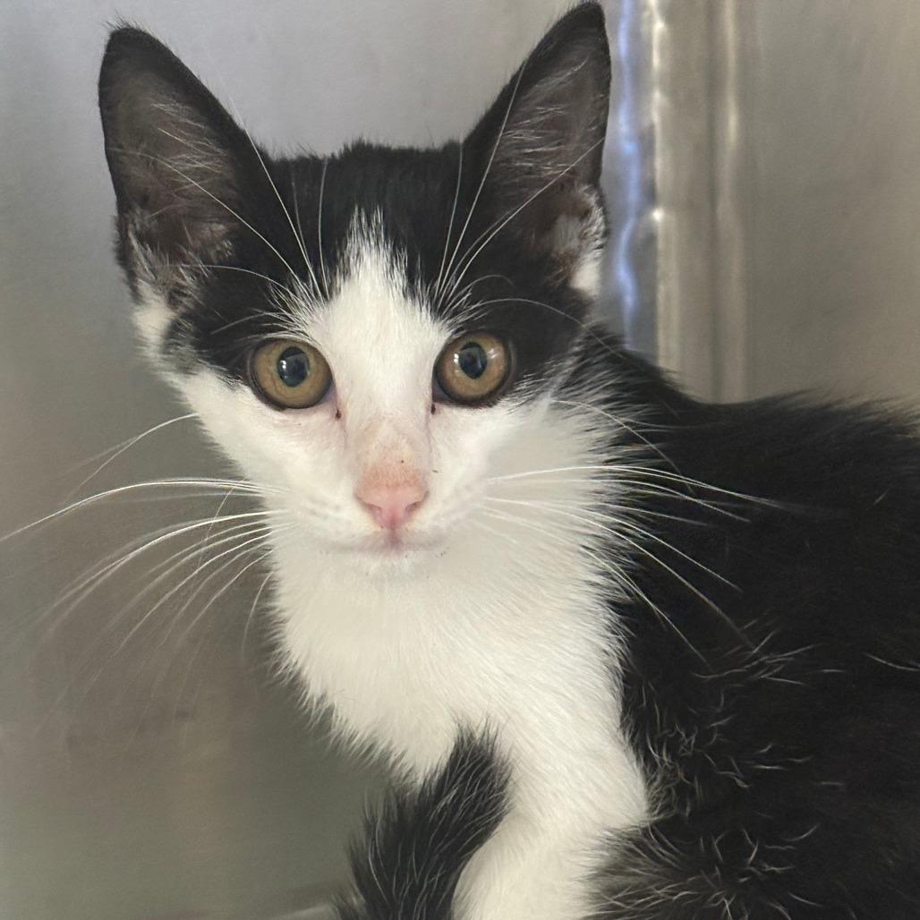 Enlarge Guppy, a Adoptable Domestic Short Hair in Tulsa, OK image 2/3