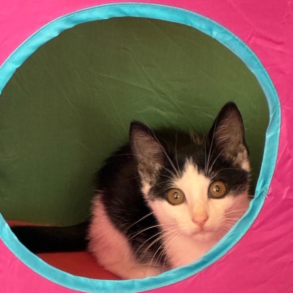Enlarge Guppy, a Adoptable Domestic Short Hair in Tulsa, OK image 3/3