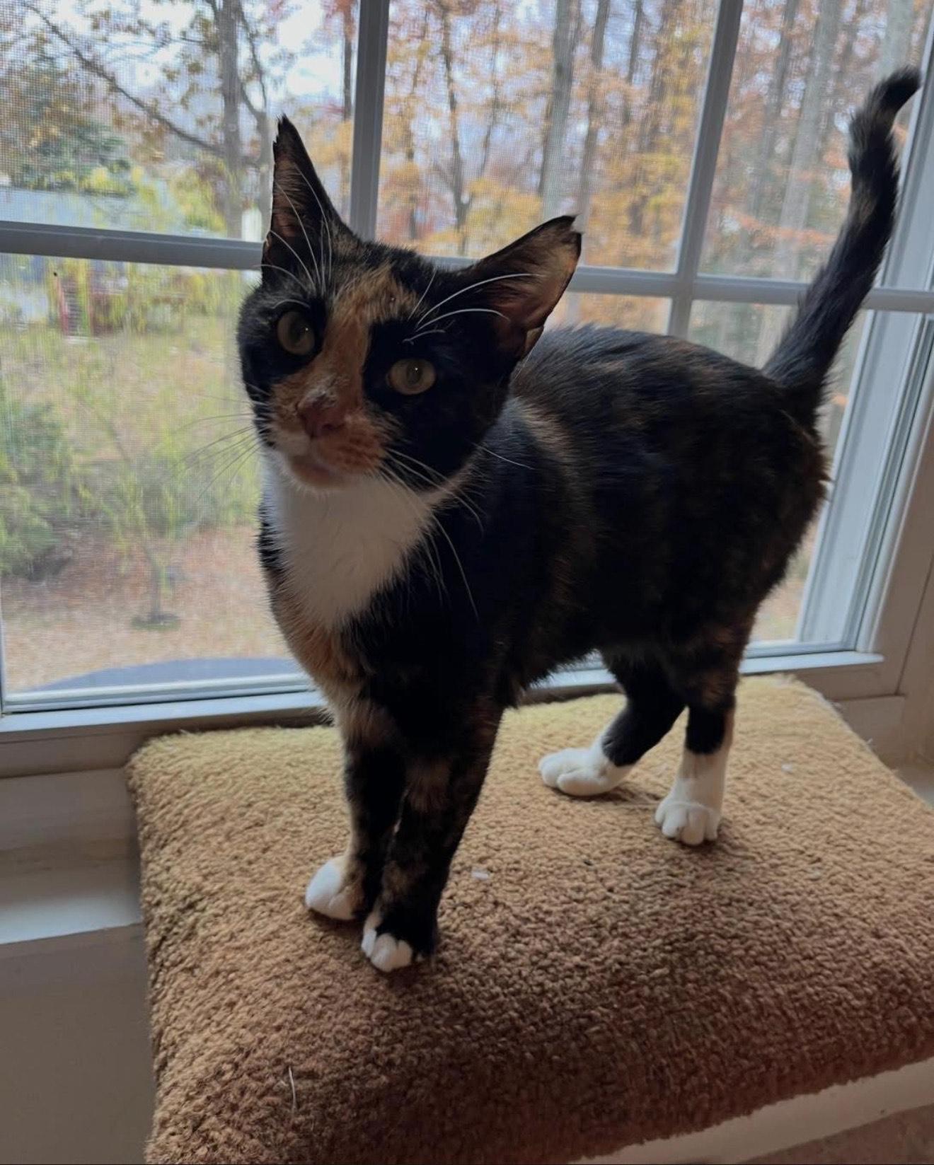 Enlarge Bella the Tortie , an adopted Domestic Short Hair in Fairfax, VA image 2/4