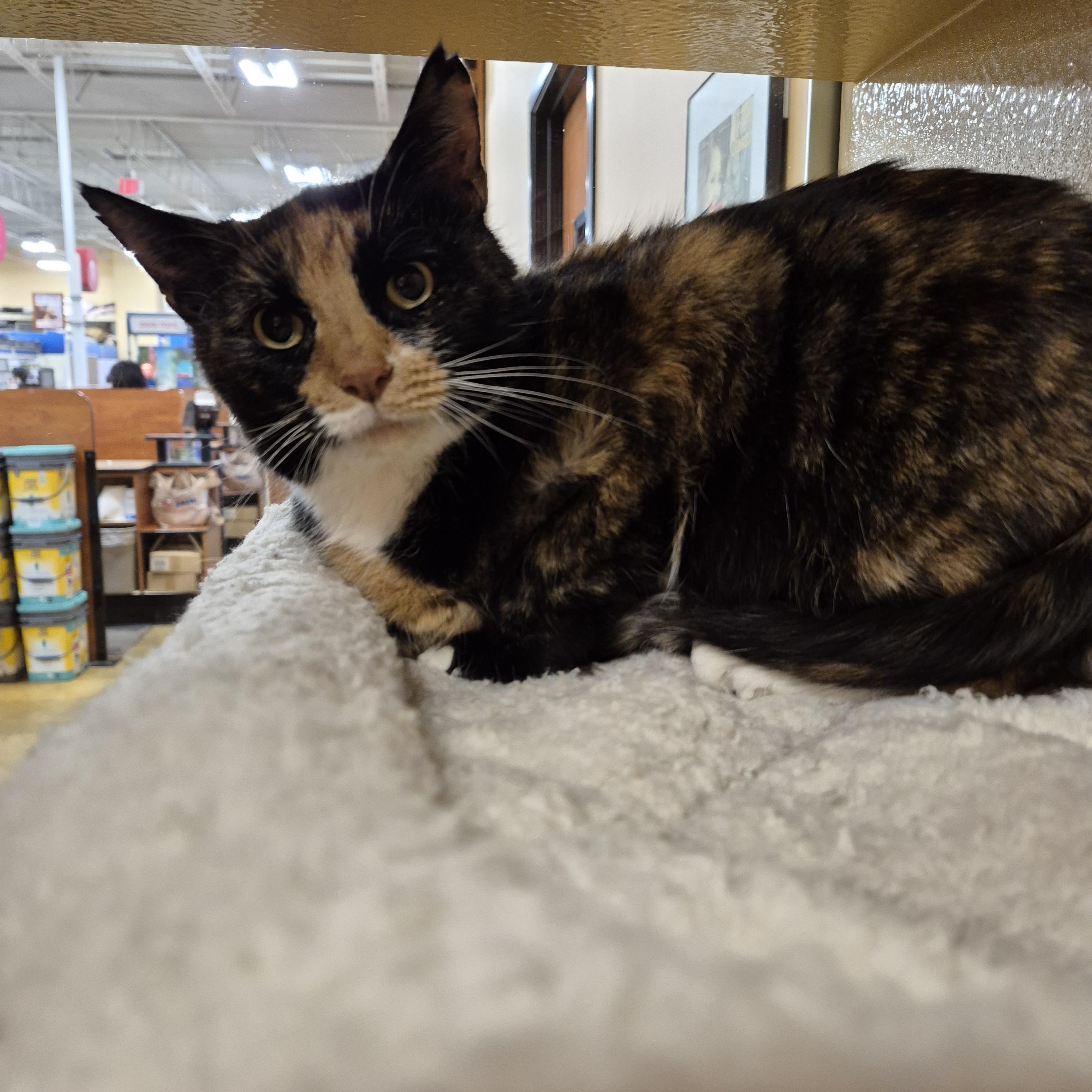Enlarge Bella the Tortie , an adopted Domestic Short Hair in Fairfax, VA image 3/4