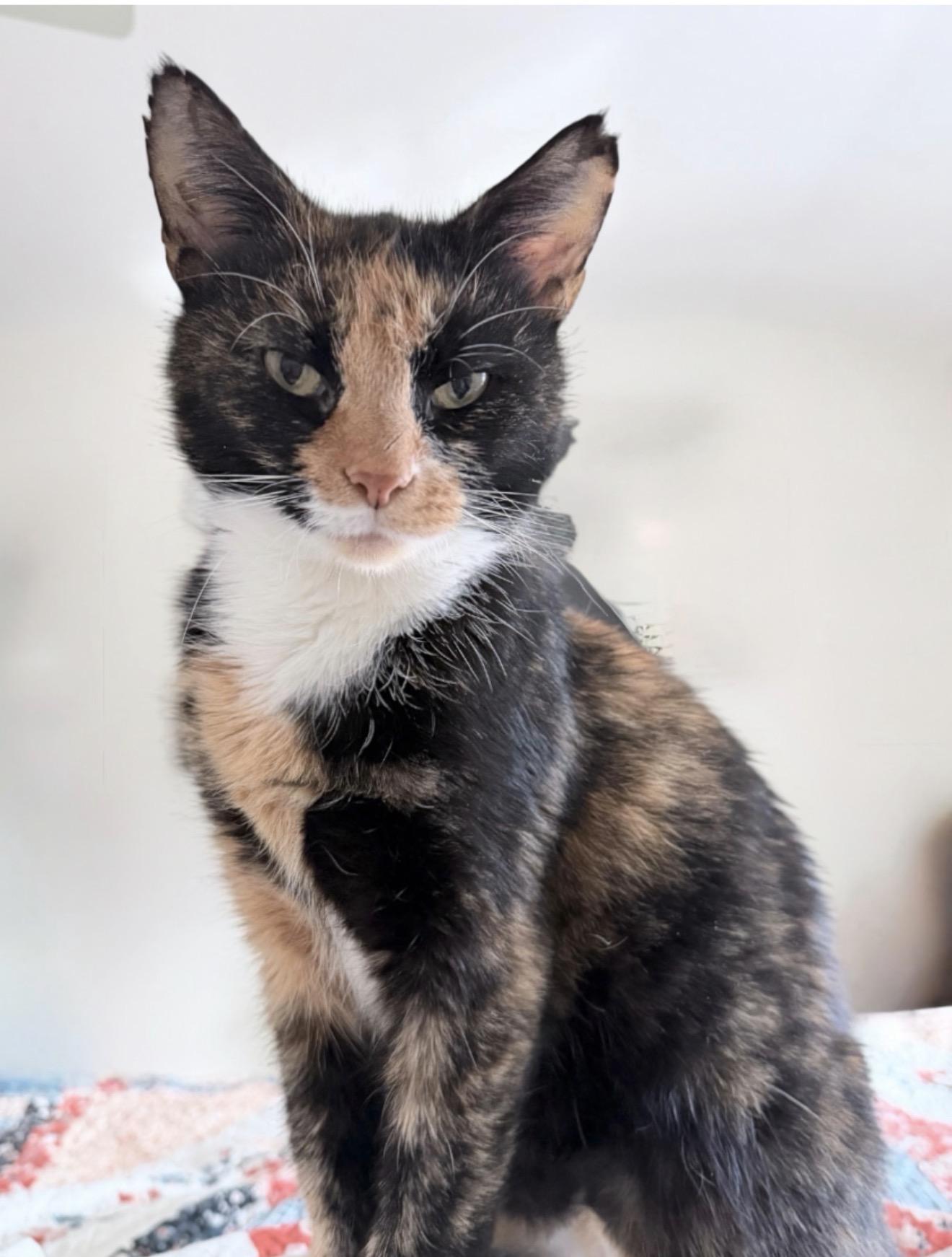 Bella the Tortie , adopted, Young Female Domestic Short Hair.