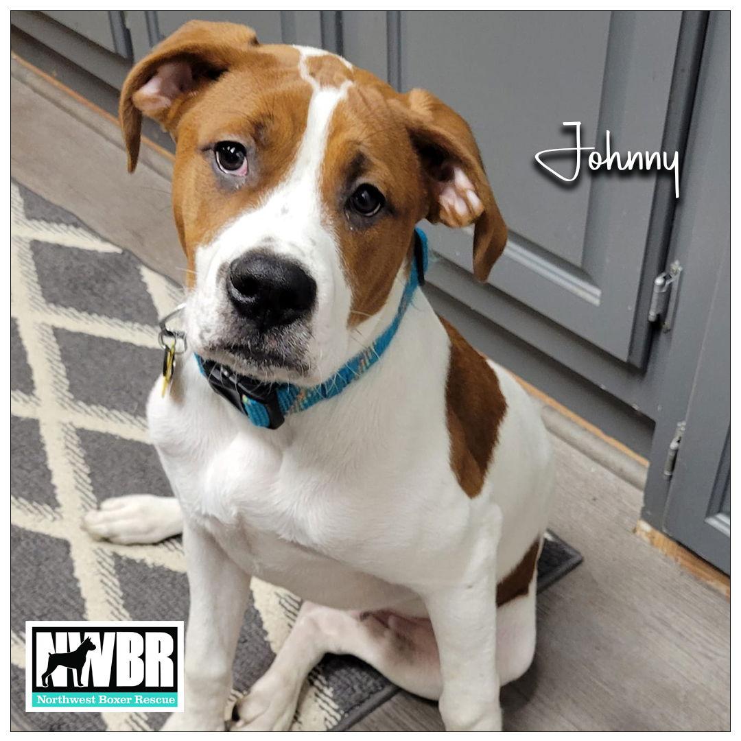Enlarge Johnny2023-1, a Adopted Boxer in McMinnville, OR image 1/3