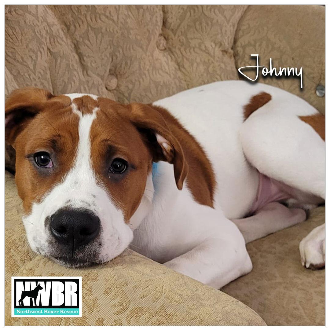 Enlarge Johnny2023-1, a Adopted Boxer in McMinnville, OR image 3/3