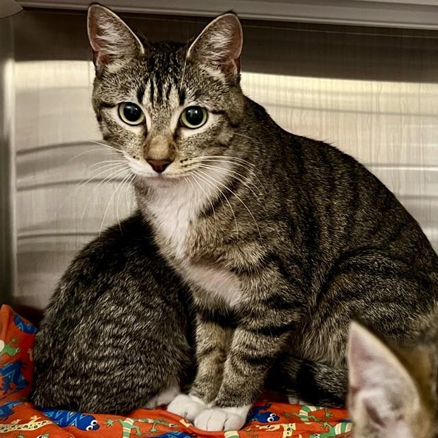 DOROTHY, Adoptable, Young Female Domestic Short Hair.