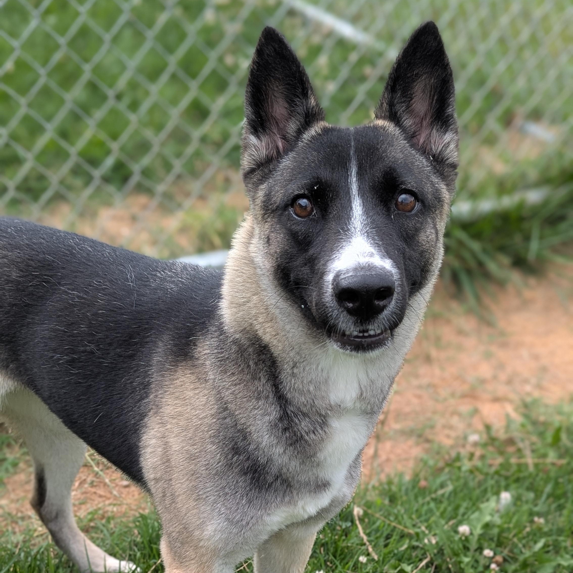 Zina, Adult Female unknown