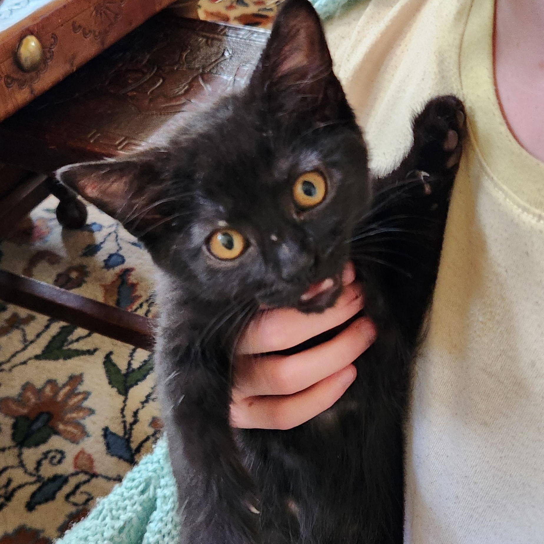 Enlarge Hex Haseman, a Adoptable Domestic Short Hair in Denver, CO image 2/4