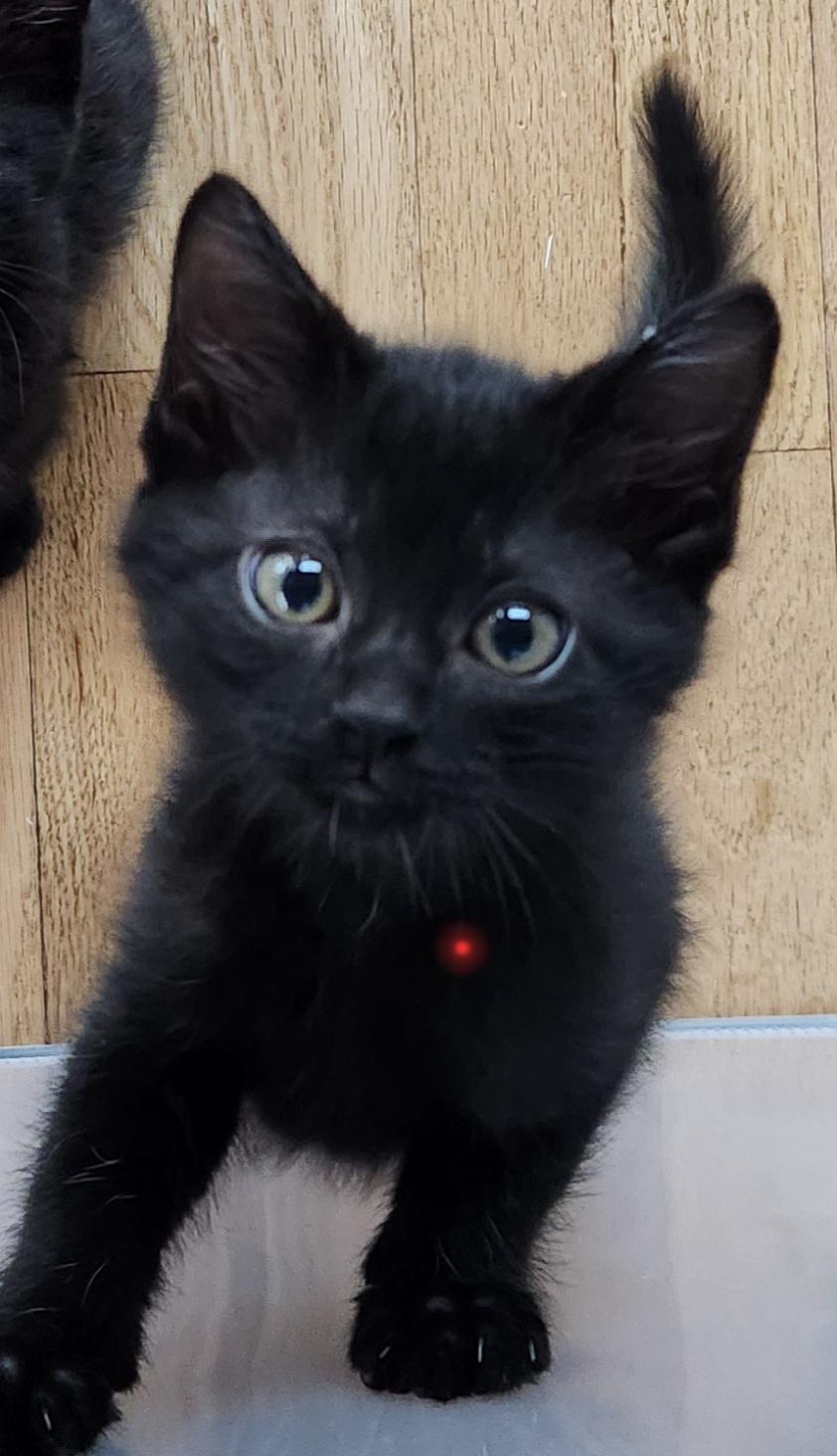 Hex Haseman, Adoptable, Kitten Female Domestic Short Hair.