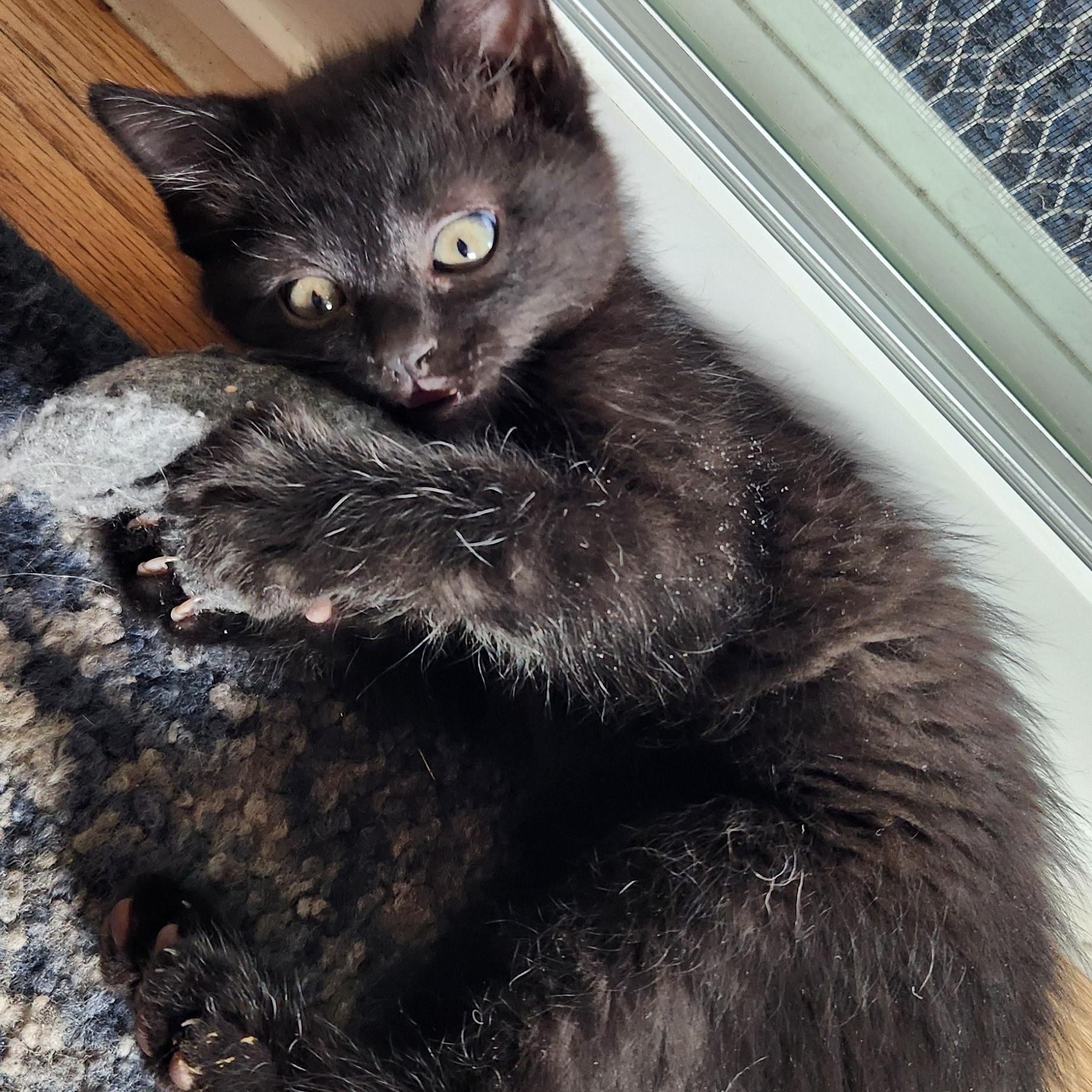 Enlarge Hex Haseman, a Adoptable Domestic Short Hair in Denver, CO image 3/4