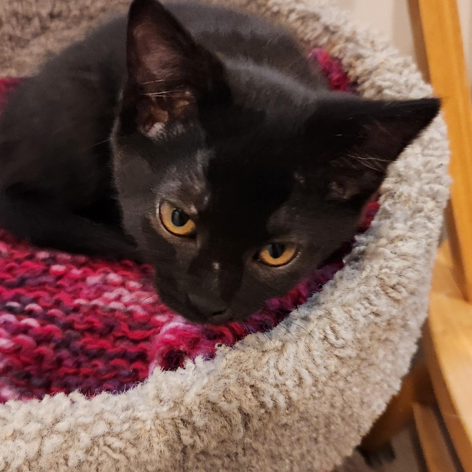 Enlarge Hex Haseman, a Adoptable Domestic Short Hair in Denver, CO image 4/4