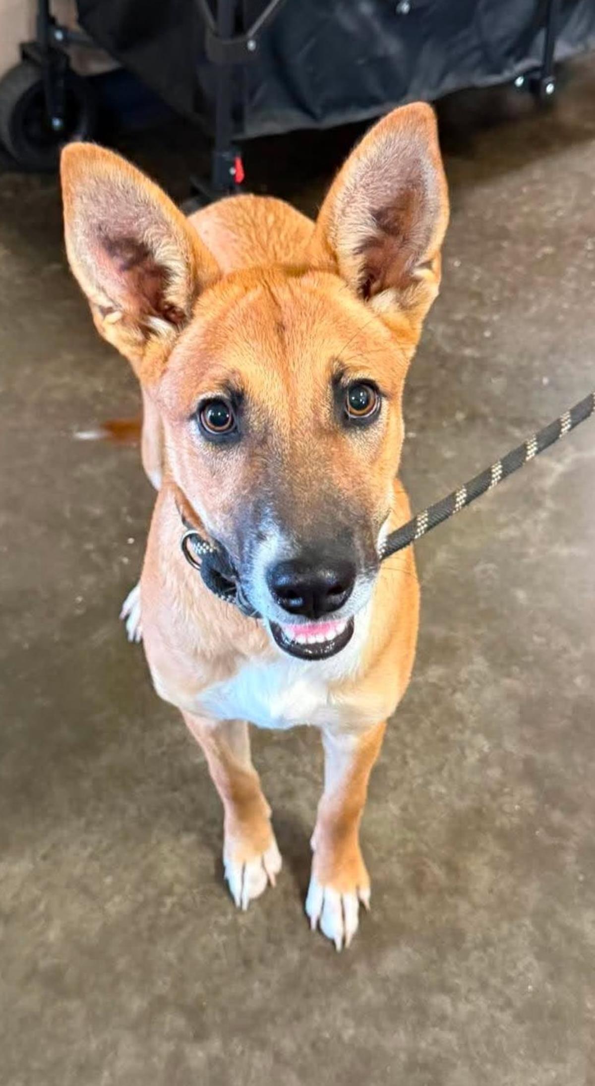 Kira, Adoptable, Young Female Australian Kelpie & Basenji.