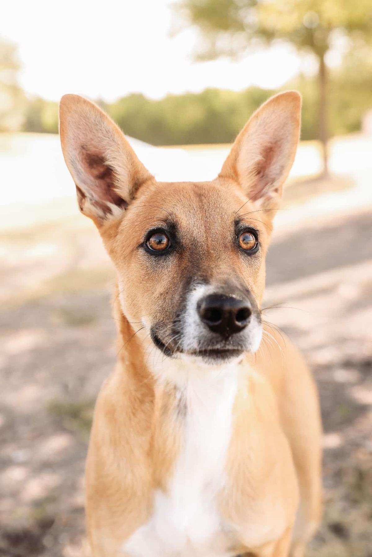 Enlarge Kira, a Adoptable mixed breed in Rockwall, TX image 2/3