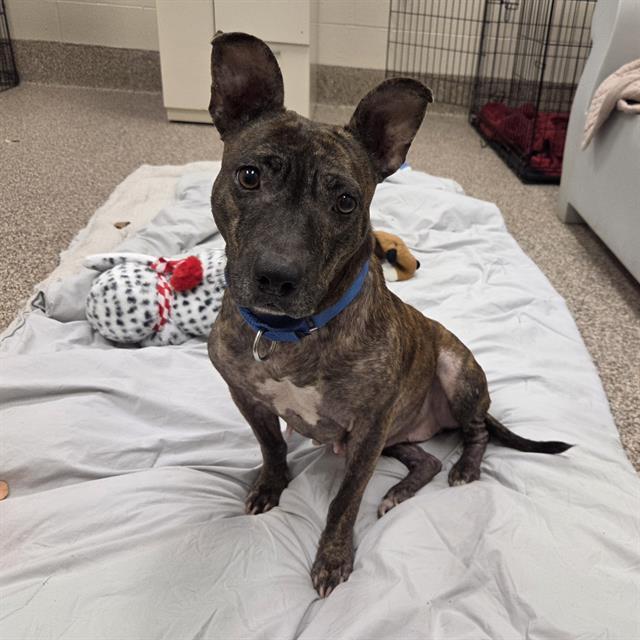 Enlarge PHOENIX, a Adoptable mixed breed in Centerville, MA image 1/1