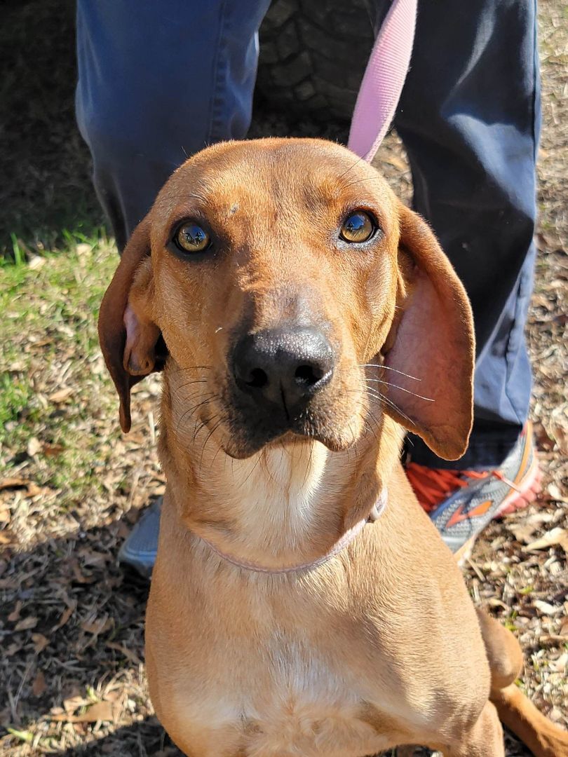 Dolly, a Adoptable Coonhound in Grant, AL image 1/6