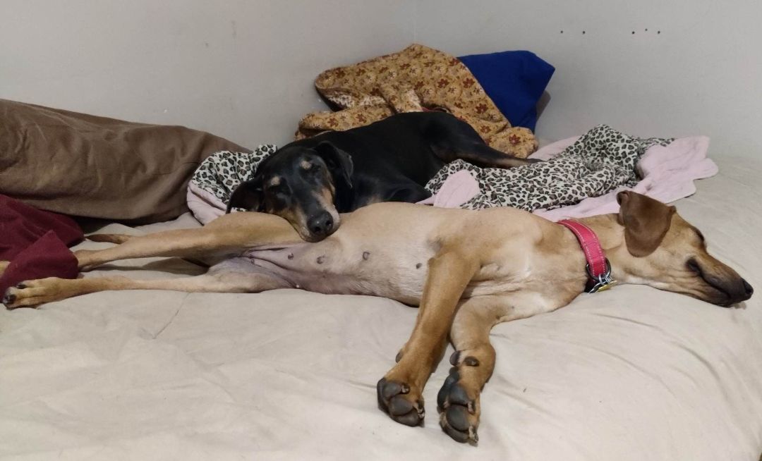 Dolly, a Adoptable Coonhound in Grant, AL image 2/6