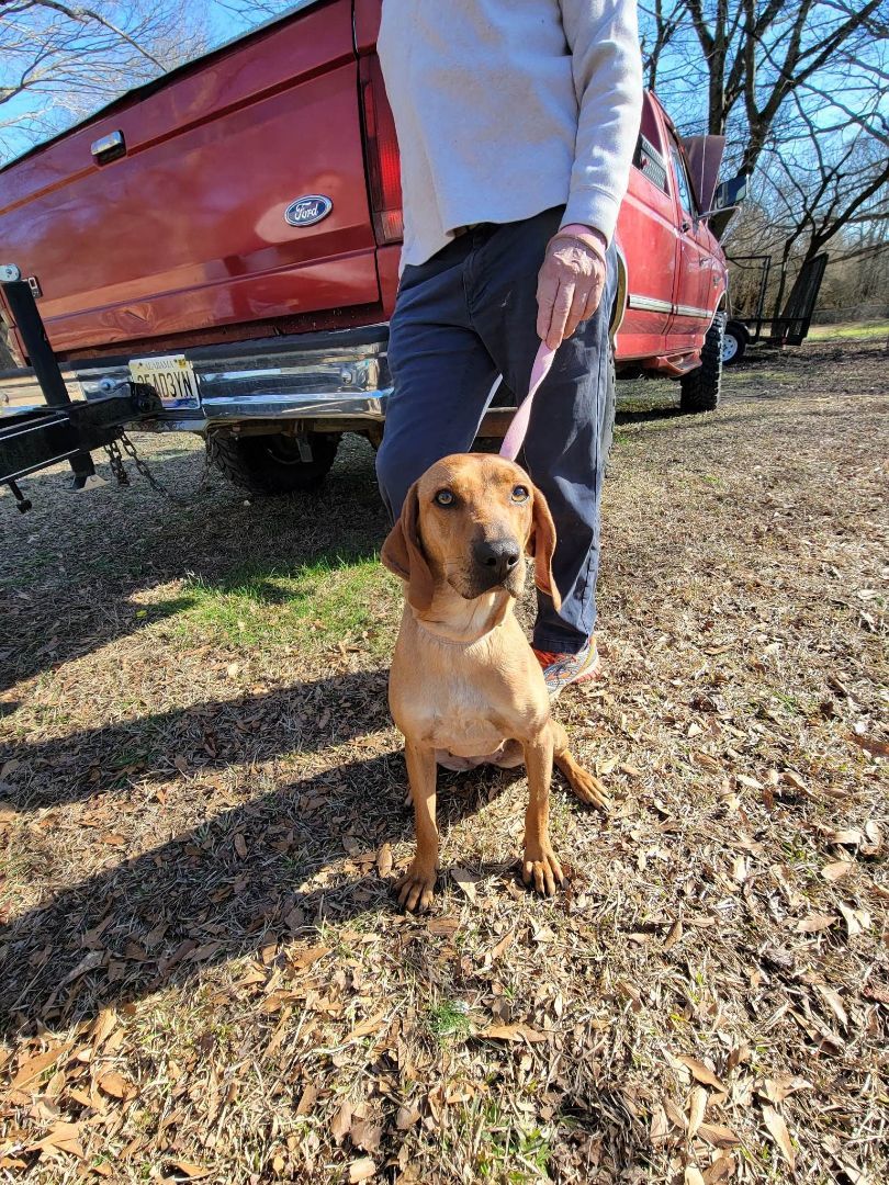Dolly, a Adoptable Coonhound in Grant, AL image 4/6