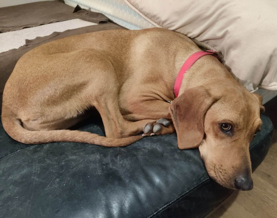Dolly, a Adoptable Coonhound in Grant, AL image 6/6