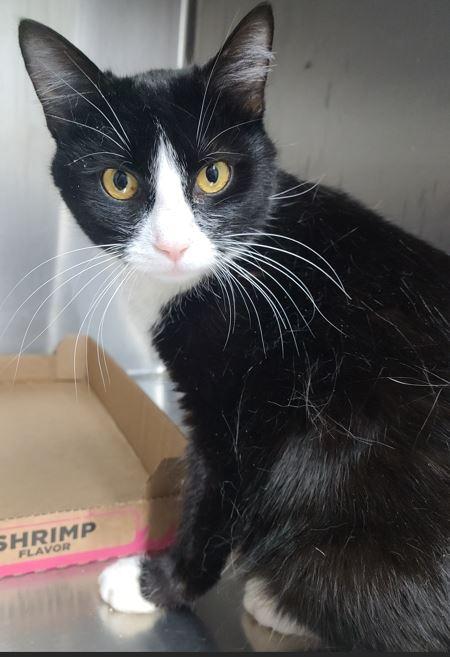 Ivy, a Adoptable Domestic Short Hair in Russellville, KY image 1/3