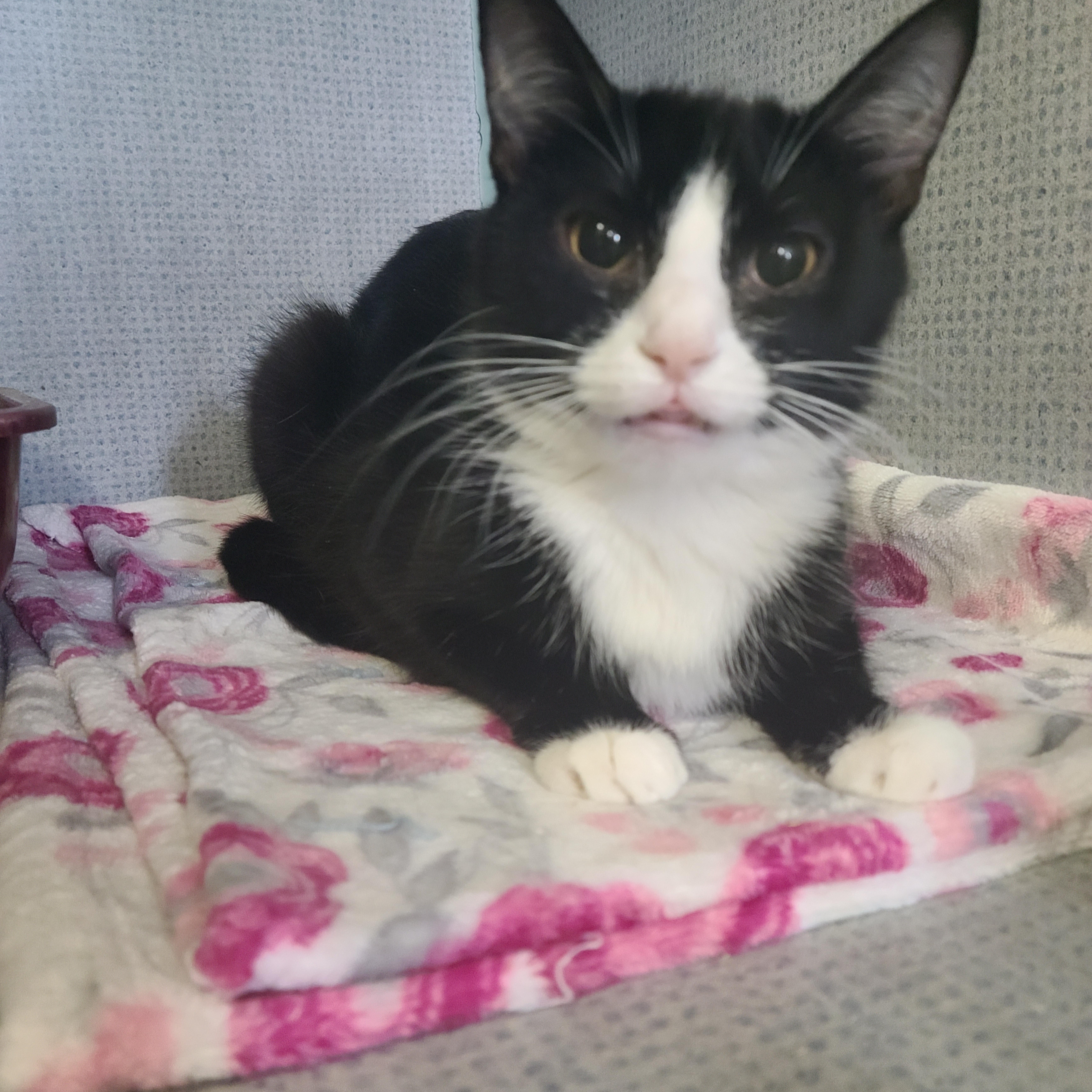 Ivy, a Adoptable Domestic Short Hair in Russellville, KY image 2/3