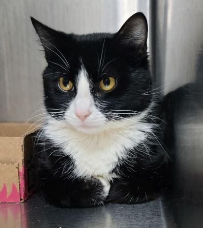 Ivy, a Adoptable Domestic Short Hair in Russellville, KY image 3/3