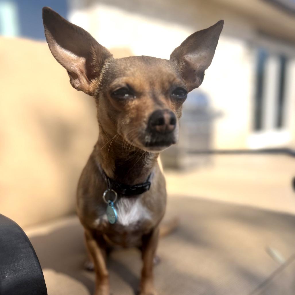 Enlarge Sara, a Adoptable Chihuahua in Austin, TX image 1/6