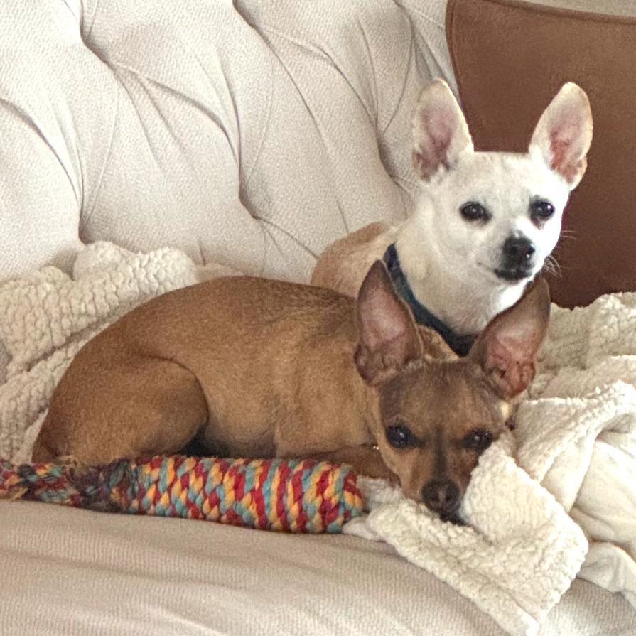 Enlarge Sara, a Adoptable Chihuahua in Austin, TX image 2/6