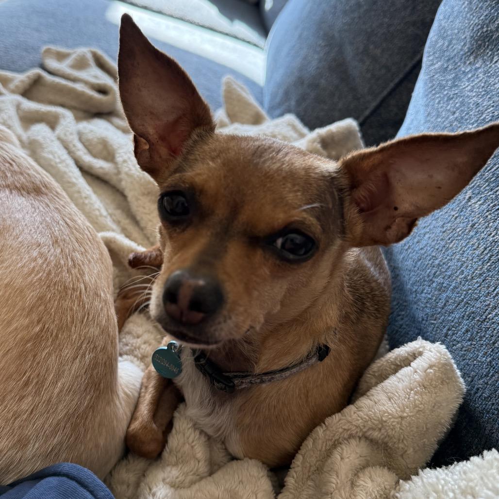 Enlarge Sara, a Adoptable Chihuahua in Austin, TX image 3/6