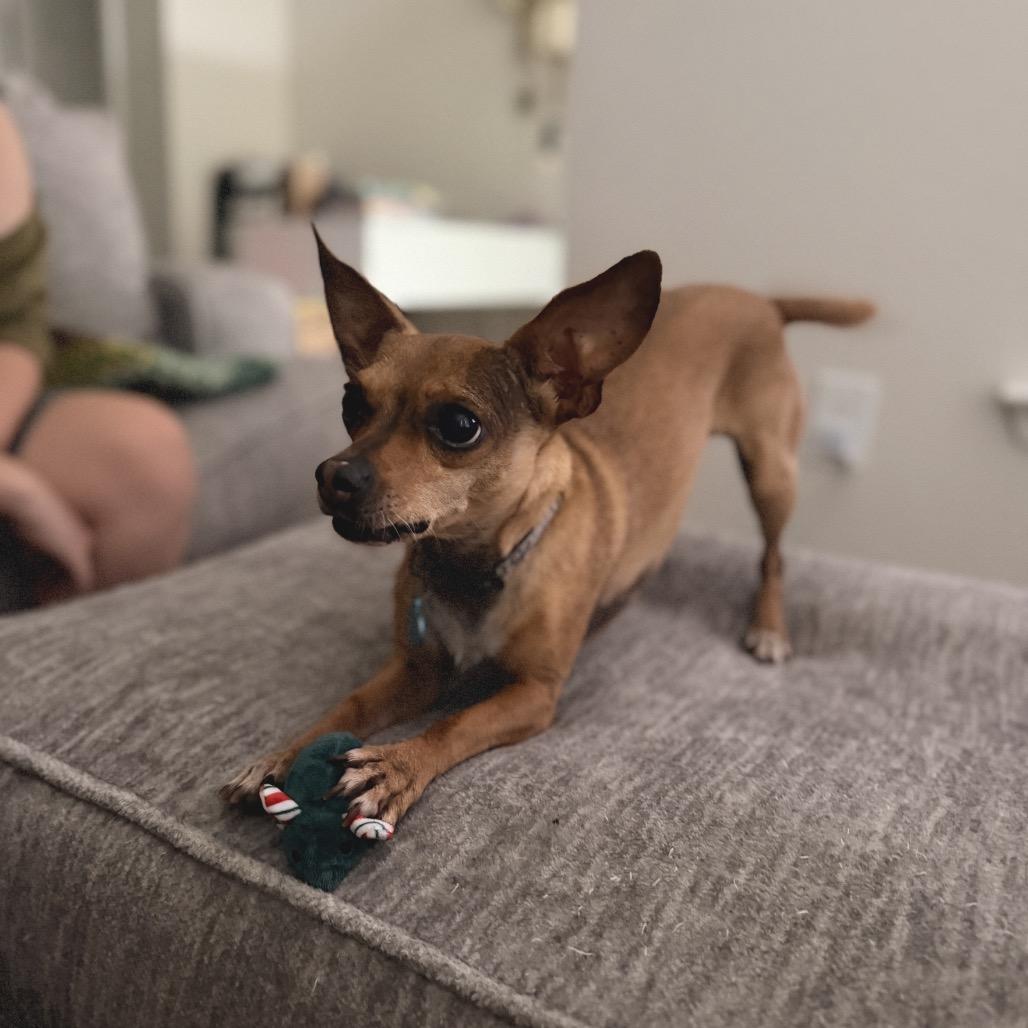 Enlarge Sara, a Adoptable Chihuahua in Austin, TX image 4/6