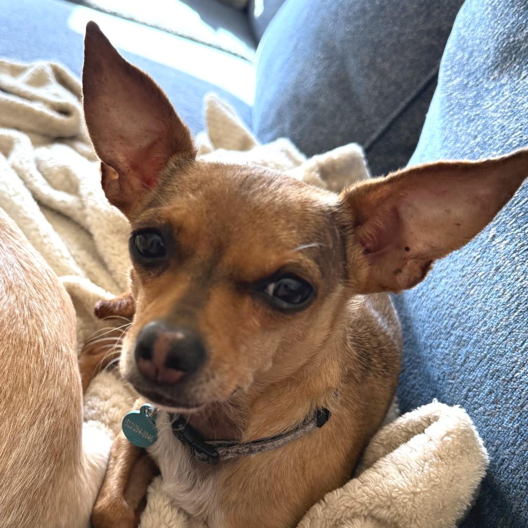 Enlarge Sara, a Adoptable Chihuahua in Austin, TX image 5/6