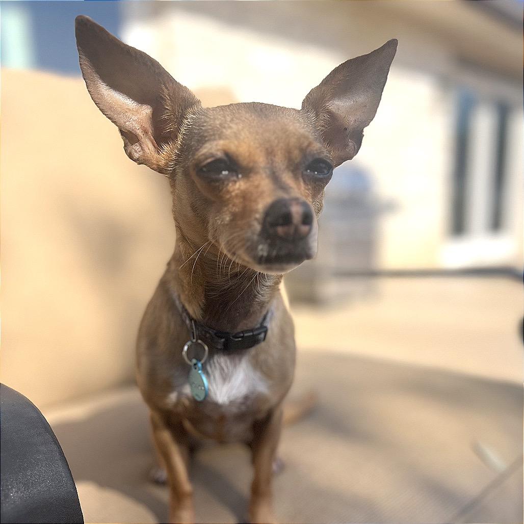 Enlarge Sara, a Adoptable Chihuahua in Austin, TX image 6/6