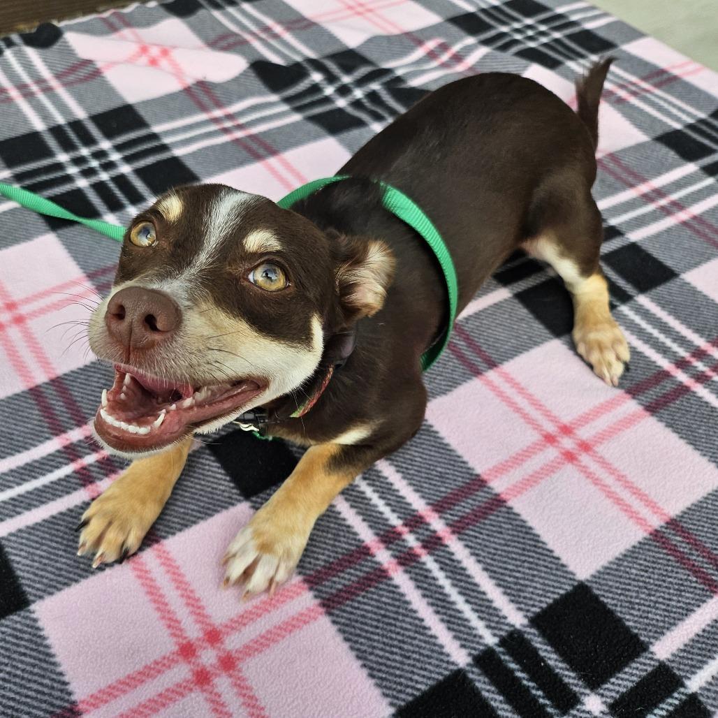 Pinkie Pie, Adoptable, Puppy Female Chihuahua & Terrier.