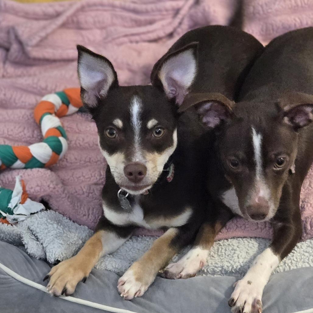 Enlarge Pinkie Pie, a Adoptable mixed breed in Sonoma, CA image 2/5