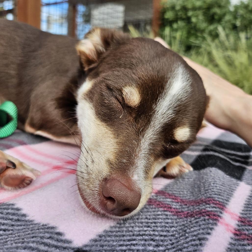 Enlarge Pinkie Pie, a Adoptable mixed breed in Sonoma, CA image 3/5