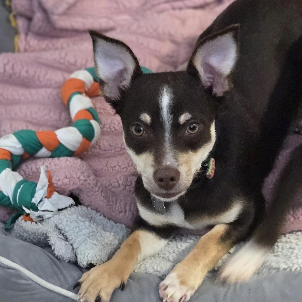 Enlarge Pinkie Pie, a Adoptable mixed breed in Sonoma, CA image 4/5