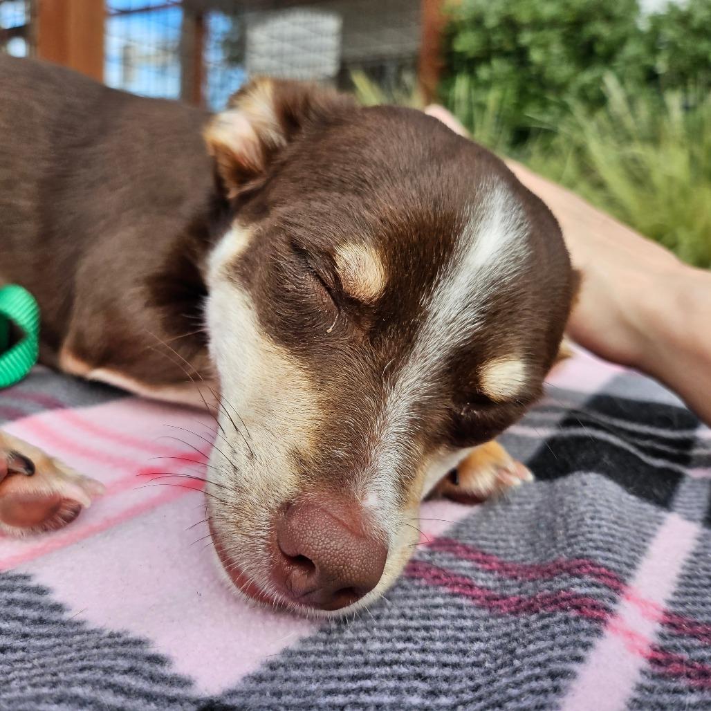 Enlarge Pinkie Pie, a Adoptable mixed breed in Sonoma, CA image 5/5