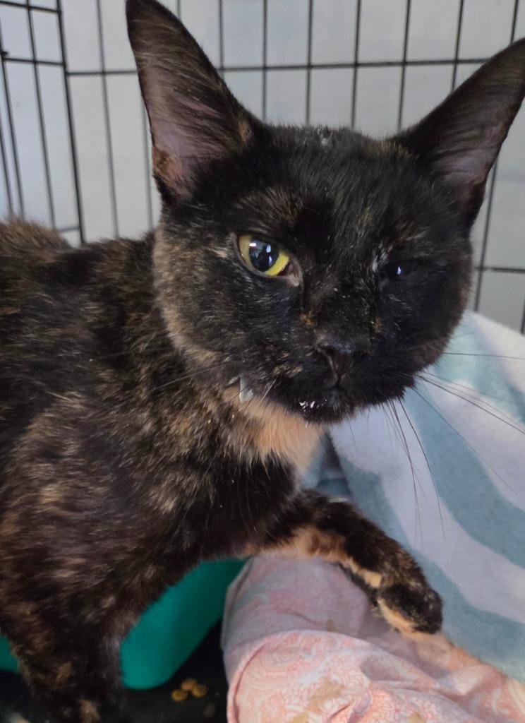 2026-92 Blackberry, Adoptable, Young Female Domestic Short Hair.