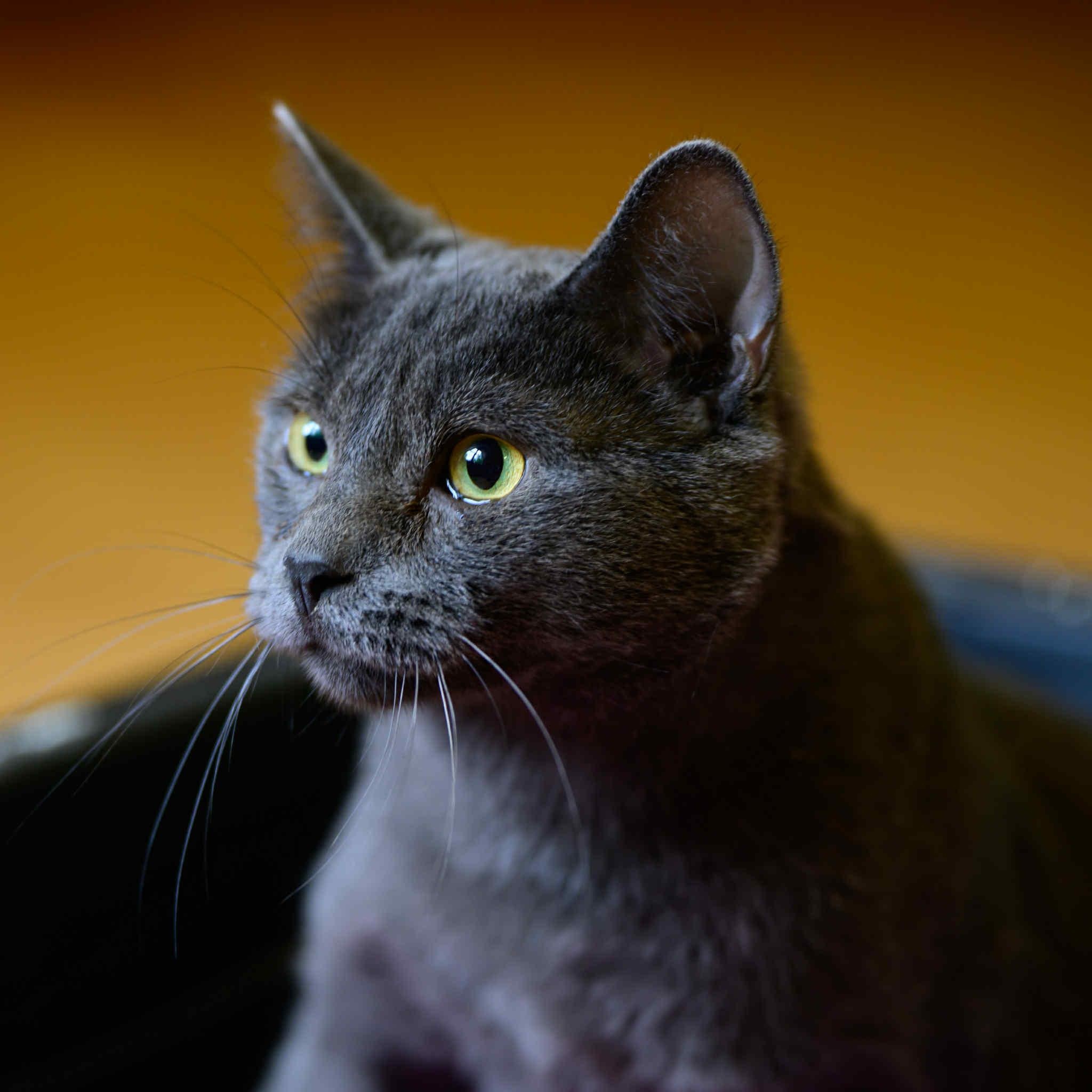 Virtue, Adoptable, Young Male Russian Blue & Siamese.