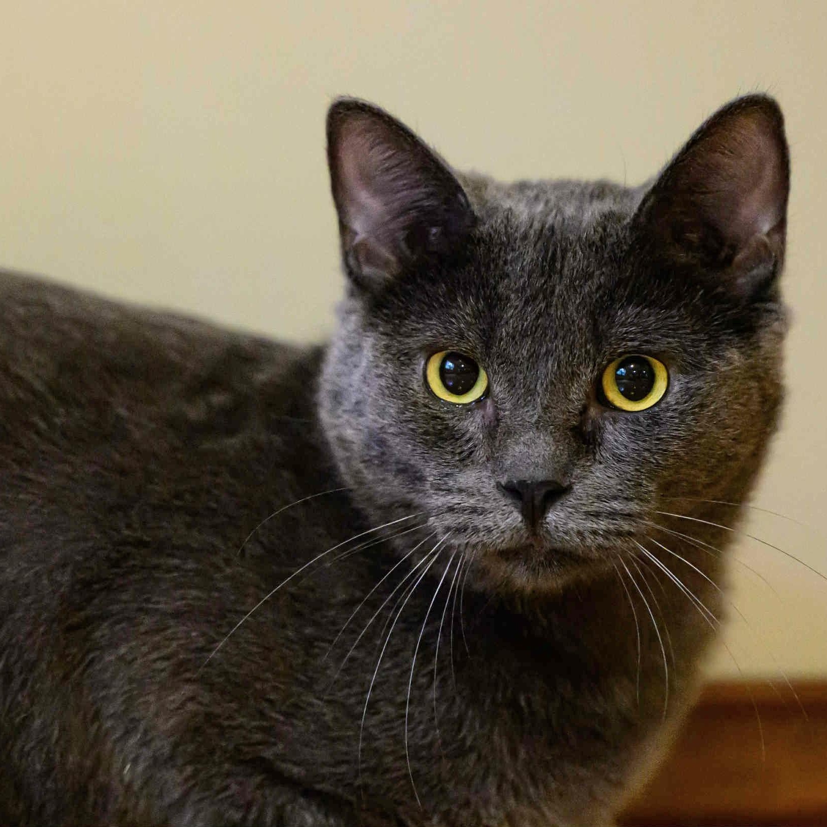 Virtue, a Adoptable mixed breed in Fairborn, OH image 2/6