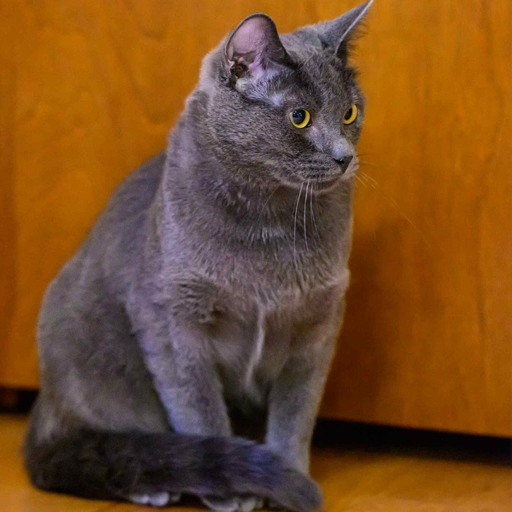 Virtue, a Adoptable mixed breed in Fairborn, OH image 3/6