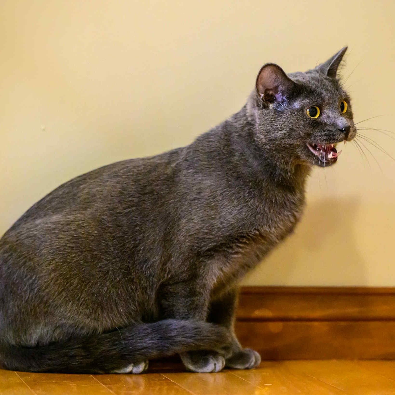 Virtue, a Adoptable mixed breed in Fairborn, OH image 6/6