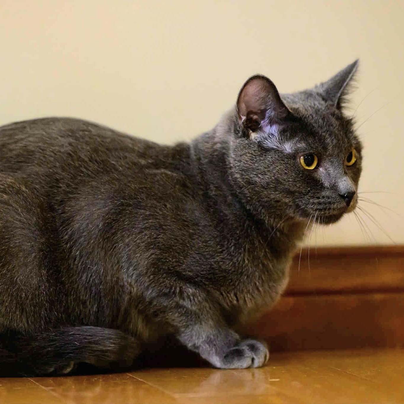 Virtue, a Adoptable mixed breed in Fairborn, OH image 4/6