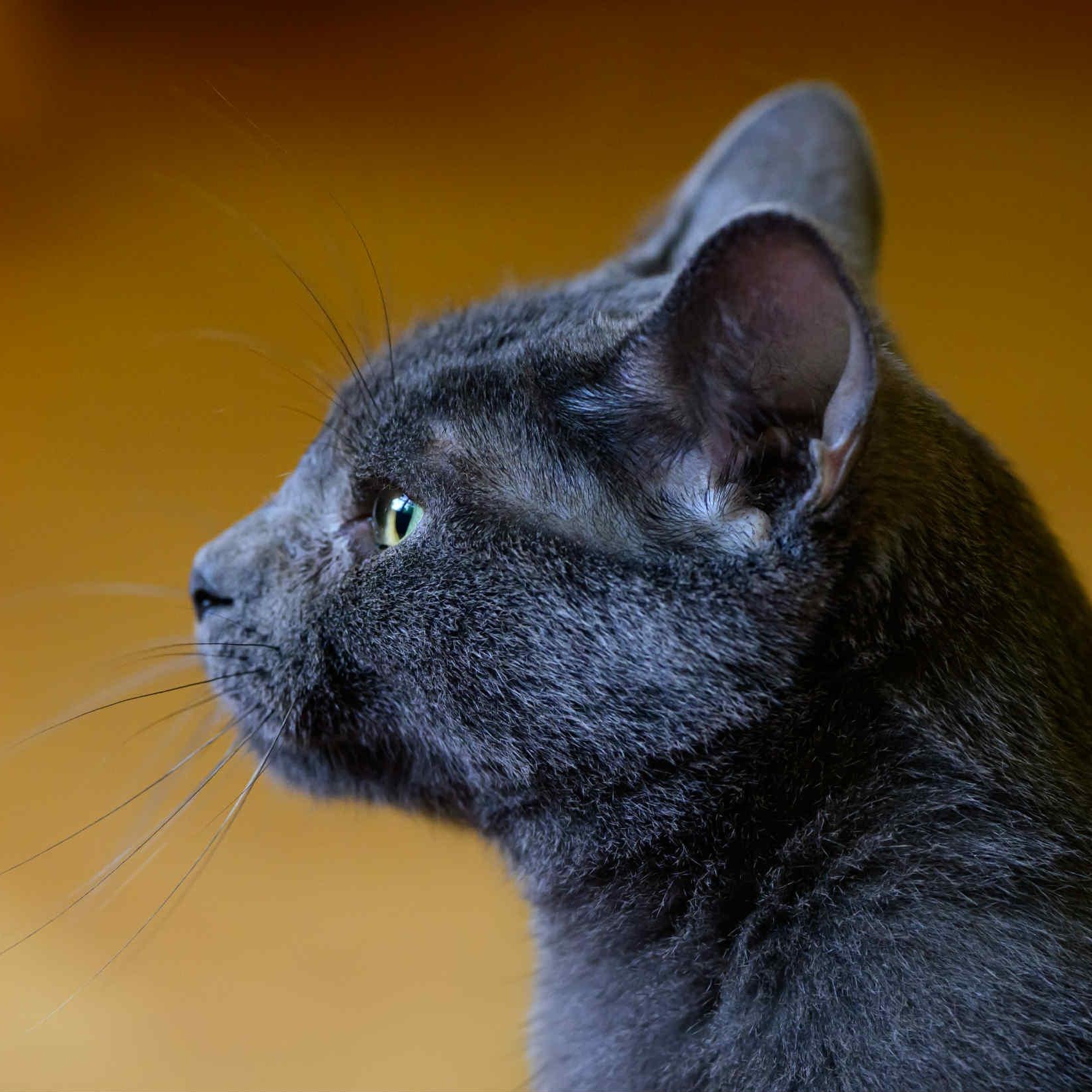 Virtue, a Adoptable mixed breed in Fairborn, OH image 5/6