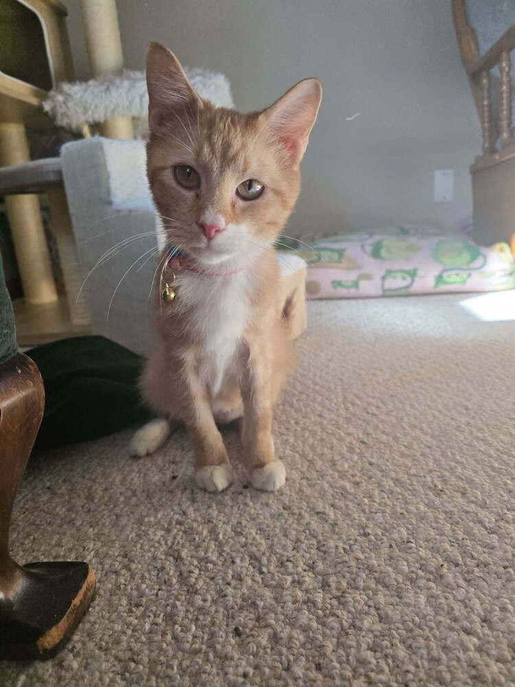 Pedro — thumbnail 2