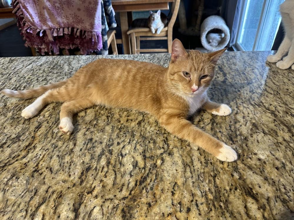 Pedro — thumbnail 3