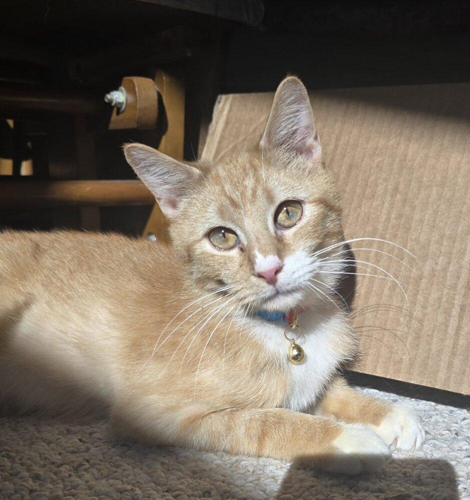 Pedro — thumbnail 5