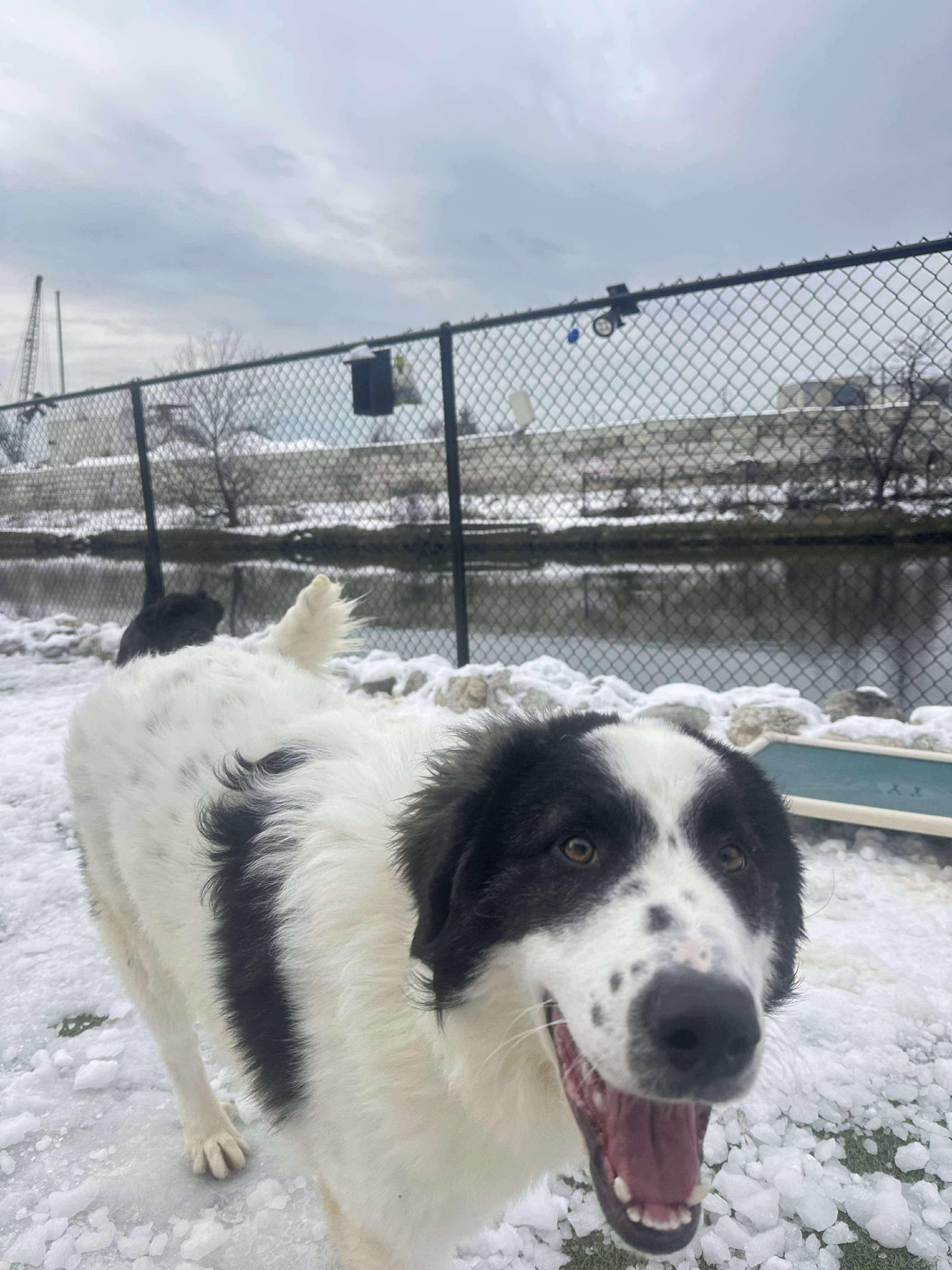 Enlarge Charlie Horse, a ADOPTABLE mixed breed in Stamford, CT image 5/6