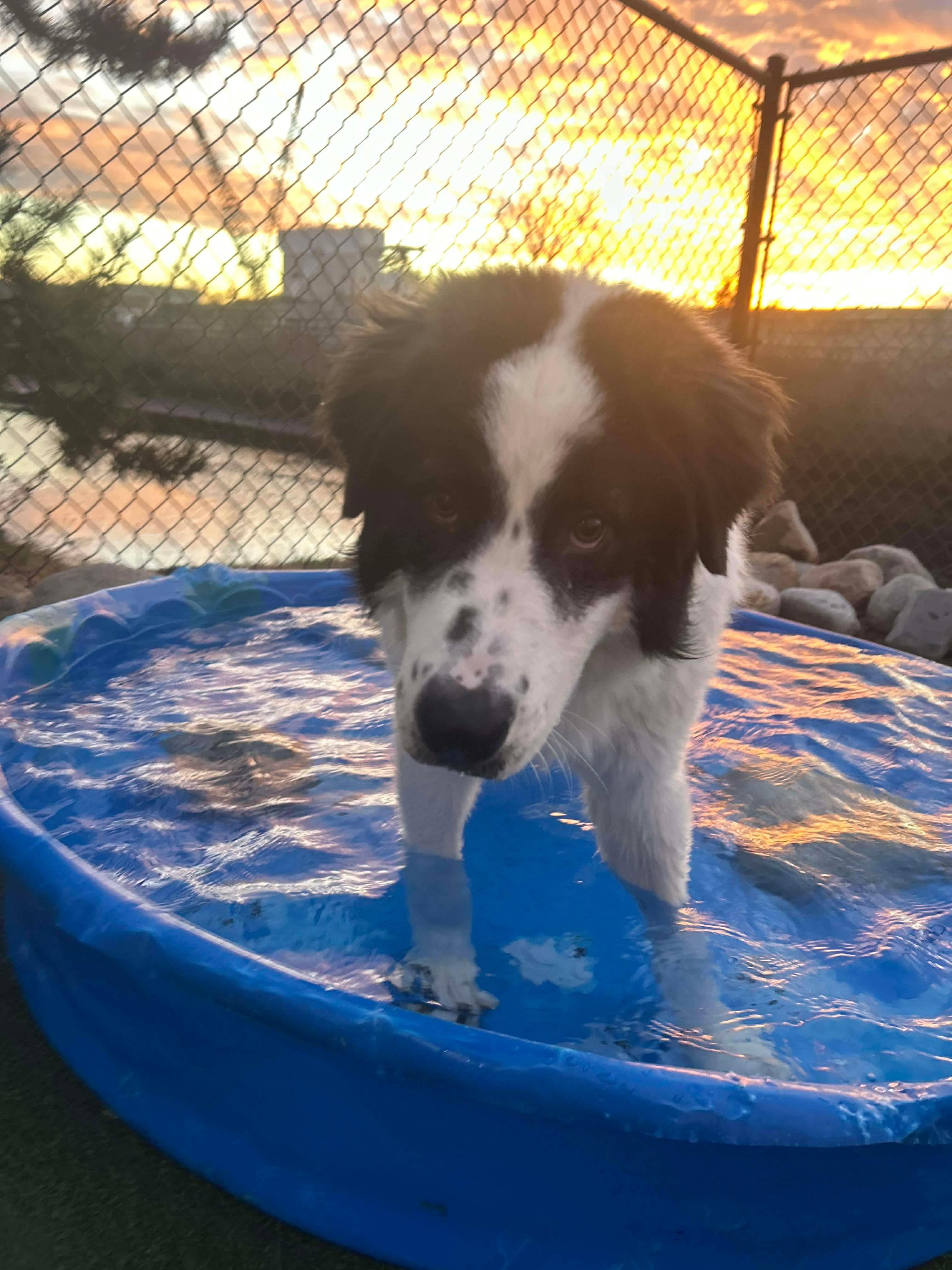 Charlie Horse thumbnail 4