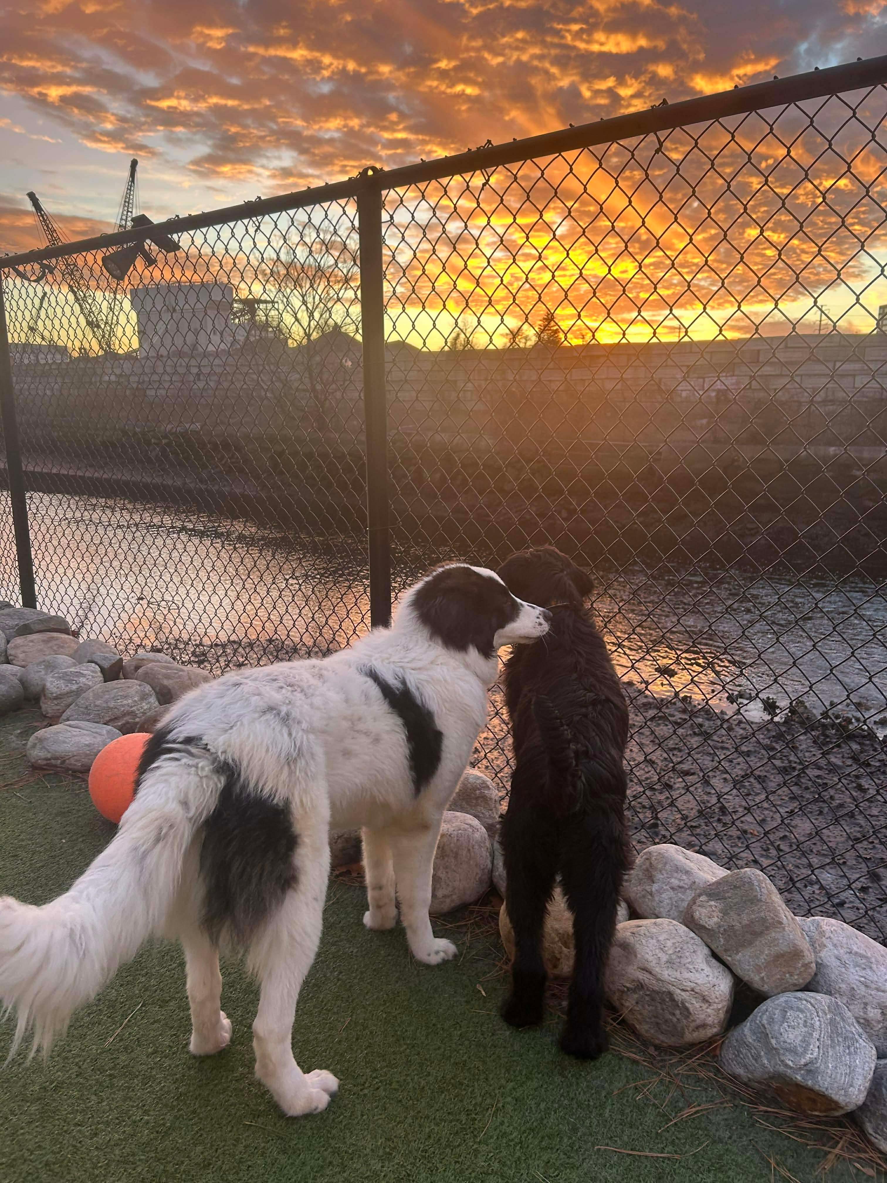 Enlarge Charlie Horse, a ADOPTABLE mixed breed in Stamford, CT image 3/6