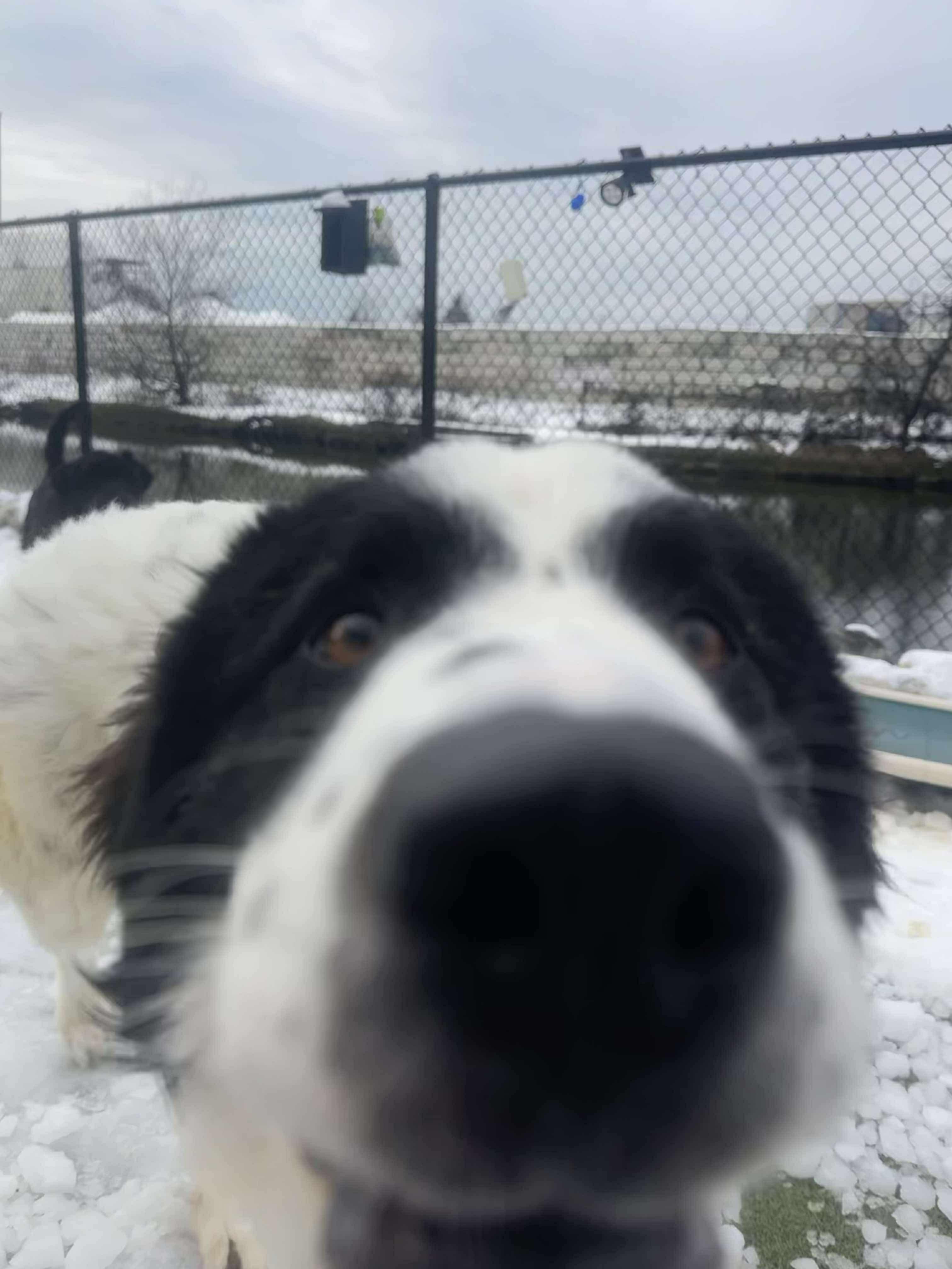 Enlarge Charlie Horse, a ADOPTABLE mixed breed in Stamford, CT image 1/6